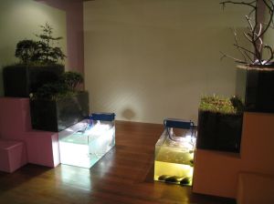 Goldie Poblador, "Terrariums:  TheTwo Phases of Our Intentions"